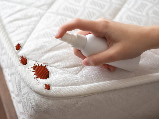 Best Real Estate Pest Inspections  in Briarcliff Manor, NY